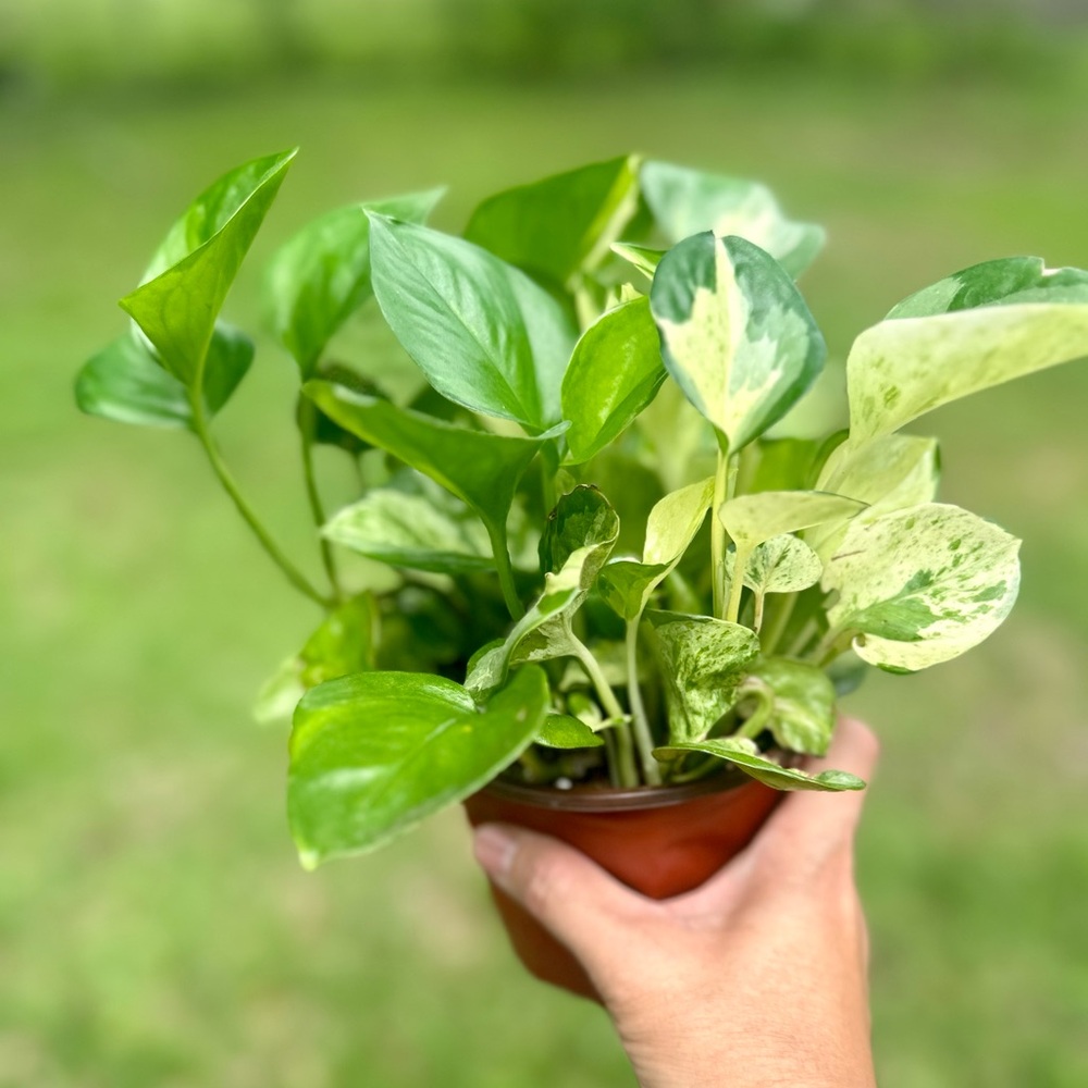 Pretty Manjula Pothos Plant